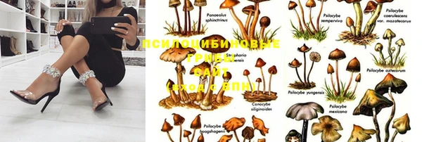 стаф Баксан